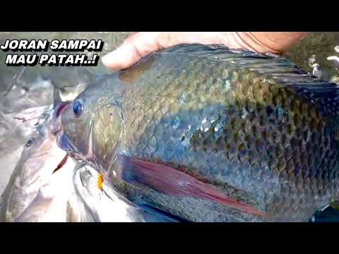 Jackpotnya naik..! Tuan rumah sampai kabur mancing di sungai liar