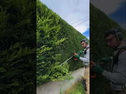 Trimming Hedges into Perfect Squares
