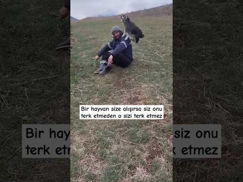 Bir hayvan size alışırsa siz onu terk etmeden o sizi terk etmez #keşfet #öneçıkar #hayvan #sevgi
