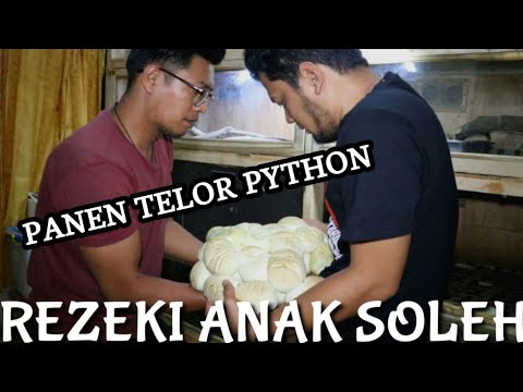 Download Video KEJUTAN IDUL ADHA | PYTHON KU BERTELUR ! Download Video KEJUTAN IDUL ADHA | PYTHON KU BERTELUR !