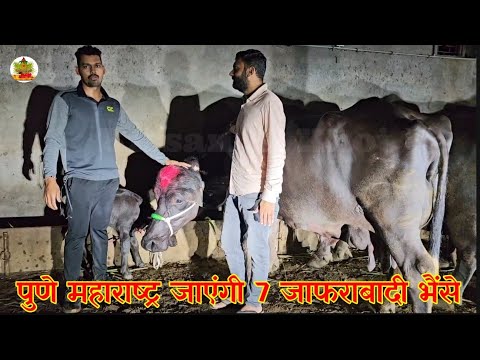 देखिये - #देवगांव, #पुणे रवाना हुई 7 जाफराबादी भैंस ❤️दूध 👉16 से 22 लीटर 👍कृष्णा कुंज डेरी फार्म से