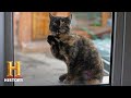 Understanding Cats' Mysterious Abilities