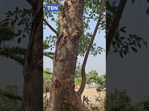 Bệ sung quái nhất Việt Nam #tamdaonui
