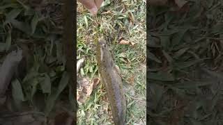 IKAN BUJUK #casting