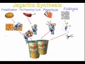Photosynthesis Processes and Factors
