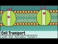Exploring Cell Transport Mechanisms