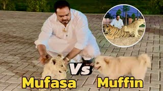 Mufasa and Muffin fight👊🏻😱(mian saqib)