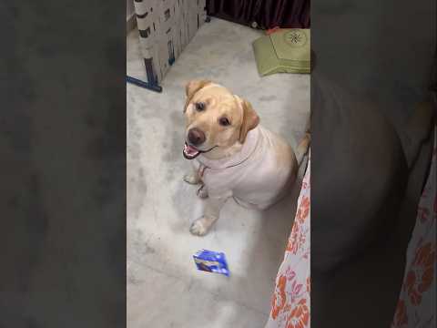 Gapudi: don’t worry mummy I arrange sweet’s for you 🐶❤️ | sourshy { #dog #shorts #cute #dogs }