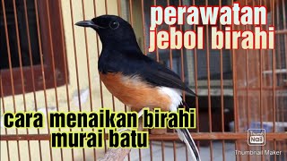 Cara menaikan birahi (jebol birahi) burung murai batu dan perawatanya.
