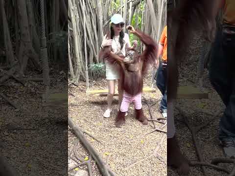 Orangutan Grabs Womans Chest (As a Joke) (Please Read Description)