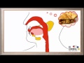 Functions of the Mouth in Digestion