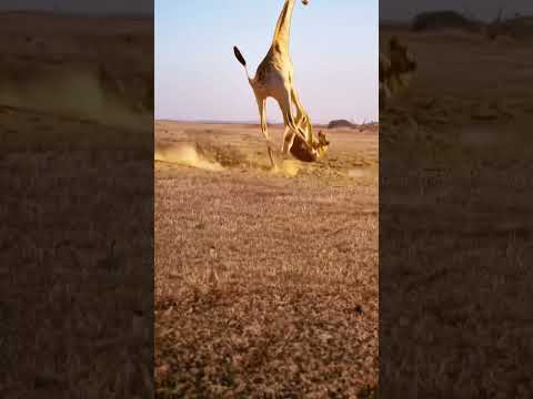 Giraffe knocks lion away Animal World Fantastic Beasts Are Here Animal World Highlights Giraffe