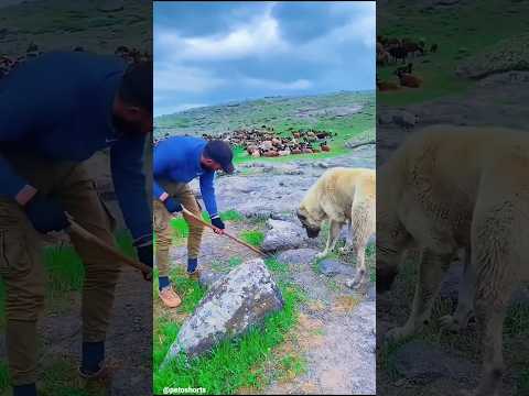 "Farmer vs Snake… But The Dog Knows First 🐍🐶"