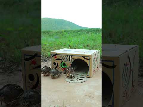 Creative Quail Trap  trapping techniques - quail traps # Shorts