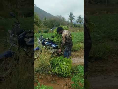 மாமா எத்தனை கடையில் #viralvideo #vivasayi #vlog #villagelife #farming #agriculture #karuveppilai