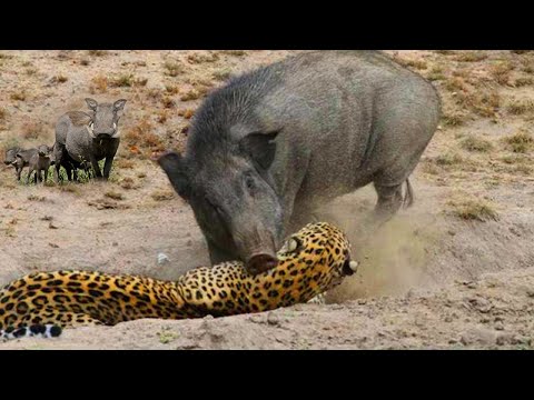 Unbelievable! The Wild Boar Pack Took Down the Ferocious Cheetah Predator in the Battle for Survival