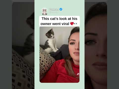 This catโs look at his owner went viral ๐๐