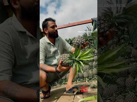 ಪೈನ್ಆಪಲ್ ಎಲ್ಲಿ ಬೆಳೀತಾರೆ? Where does pineapple grow?