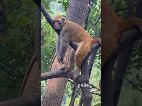 Jimmy Peaceful Moments #monkey #monkeylife #monkeyvideo #pets