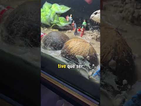 COTOQUINHO ESTA GRÁVIDO?
