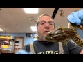 Frog Anatomy and Dissection Concepts