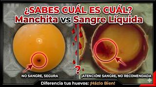 Mancha de sangre vs sangre líquida en el huevo: ¿sabes distinguirlos?