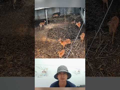 a video about deer.#deer #animals #short #shortvideo