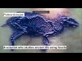 Fossils and Paleontology Concepts