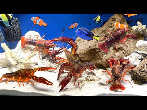 ザリガニは海水で飼うと美味しくなるらしい
