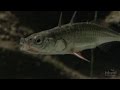 Evolution of Stickleback Fish