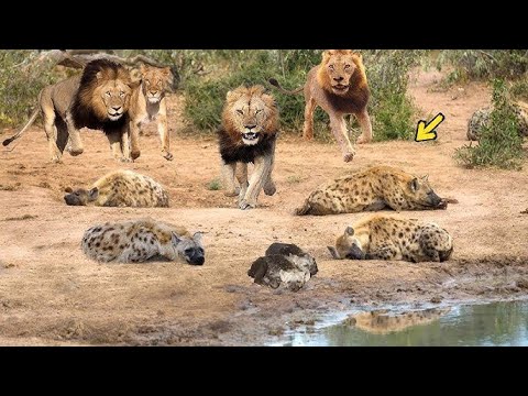 عالم الحيوان🦁 أقتربت الأسود البرية من الضباع 🐾 ولكن ما حدث لم يكن متوقعًا 😲#عالم_الحيوان