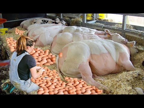 Farm DIY #WithMe Pretty Girl Cow Milking Cure Cows Farming​ Hay Tractor Combine Wheat Silage 2022