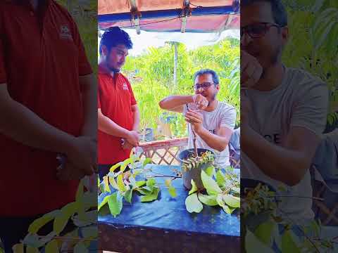 কি ভাবে আমড়া গ্রাফটিং করতে হবে চলছে প্রশিক্ষণ #reels #agrifuture #farming #shorts #viralshort