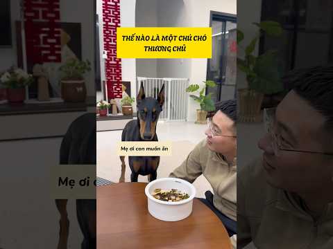 Thế nào là một chú chó thương chủ #viral #viralreels #viralshorts #viral #viralvideo