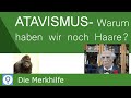 atavismus-rueckschlag/