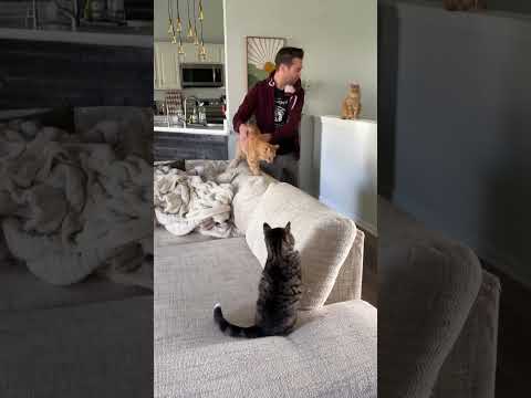 Welcome home cat dad😂💕 #cats #catdad #welcomehome