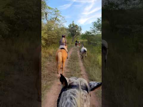 FREE HORSES 🤯 #horses #equestrian #ausritt #pferd