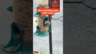 Bird watching on Reddit