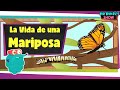 Ciclo de Vida de la Mariposa