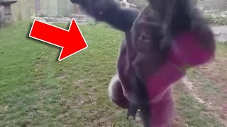 Questo Gorilla è scappato dal Recinto ed è andato a cercare una Persona in Particolare!...