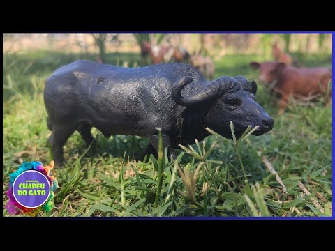 Incrível Lida com o BÚFALO na Fazenda