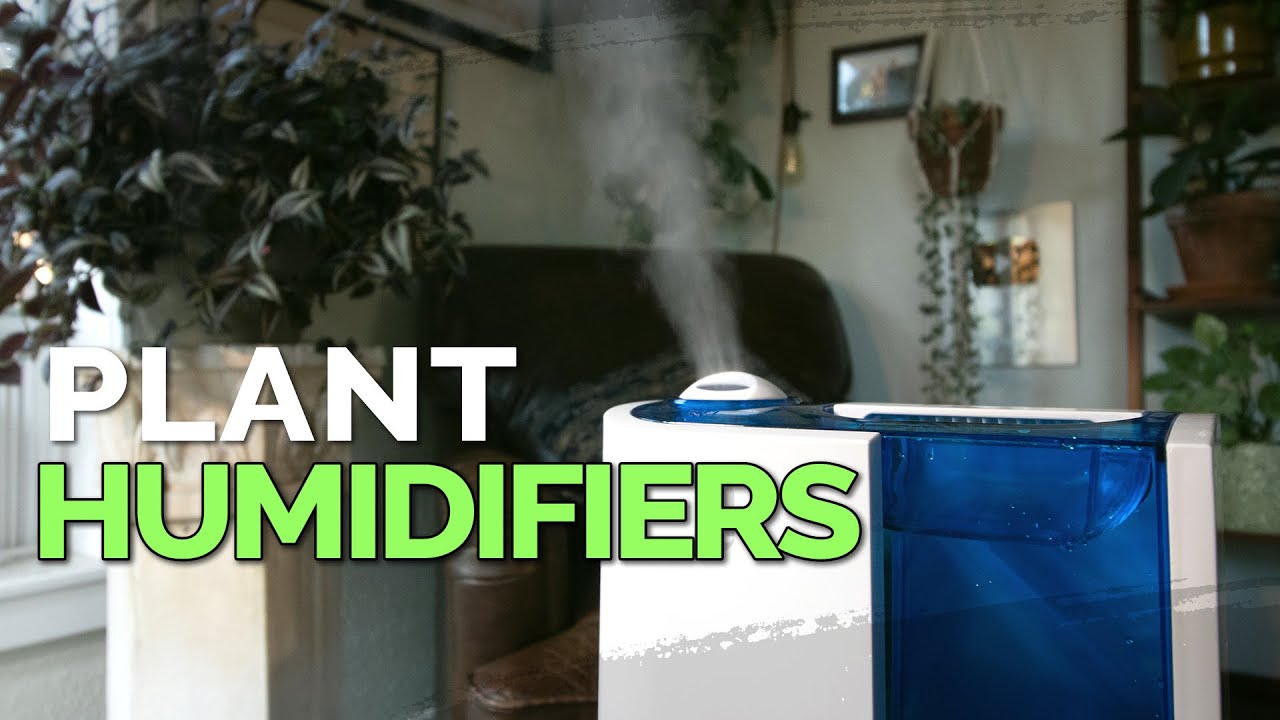 How to Use a Humidifier for Your Houseplants