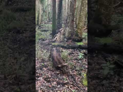 Shooting wild boar with 10mm 1911