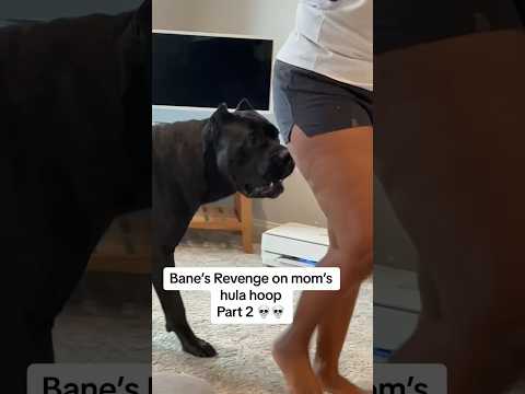 Mom just wanted to lose weight. Bane wanted revenge. #canecorso #raisingbane #funnydogs