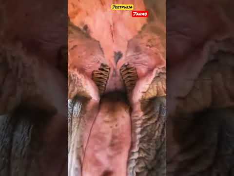 Amazing view Africa animal amazing jungle view Dubai 🇦🇪 || Jeetpuria janab