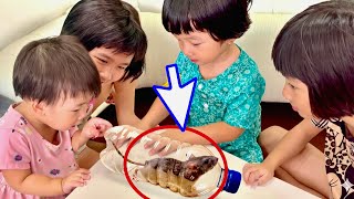 Bị chuột đột nhập vào nhà😆 lũ trẻ nhà tôi đã làm gì? Thật Bất ngờ với cái Bẫy Tự Chế 😍