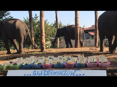 Elephant-My-Love พัง ออมสิน Elephant-My-Love