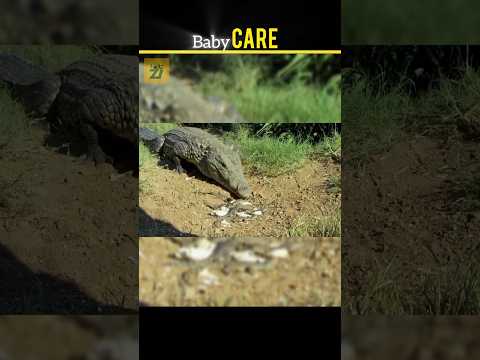 Amazing Facts About Baby Animals 🐥 | 🕌 Allah’s Beautiful Creation 🌿 #shorts
