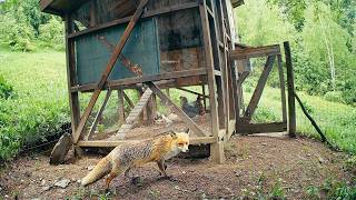 #210 New Life on the Homestead, but the Fox Keeps Coming Back