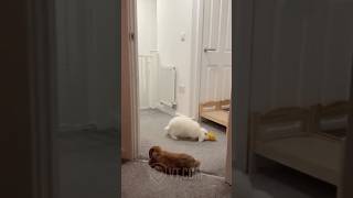 Cocky Rabbit Thinks He’s Better Than Messi & Ronaldo! 🐰⚽